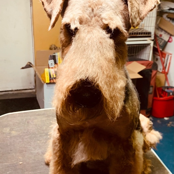 Meet your Posher, Shelley primeau - Picture 4 of 17